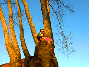 Poda al arbol 2